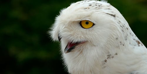 Arctic Owl