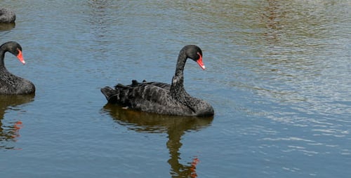Swan Schwarz