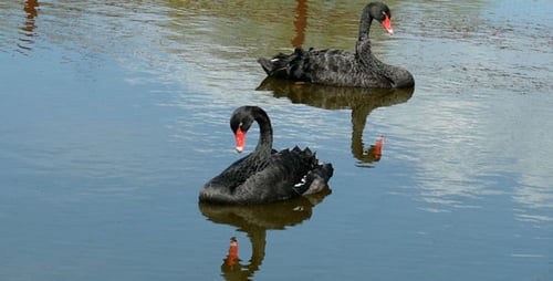 Elegant Black Swans Swimming on a Calm Lake