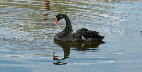 Black Swan Floating Peacefully in the Lake