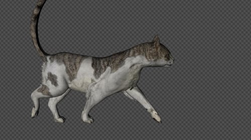 Cat Walk Pack 4 in 1