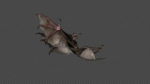 Realistic 3D Animated Bat Flying with Alpha Channel