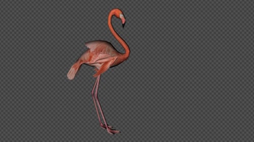 Flamingo Idle Pack 1 4 in 1