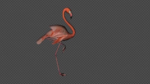 Flamingo Idle Pack 2 4 in 1