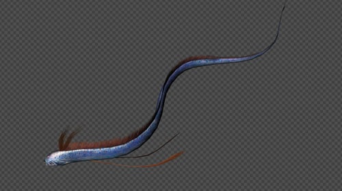 Hairtail Tour Walk Pack 4 In 1
