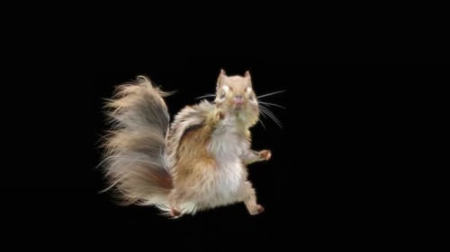 74 Chipmunk Samba: Tanzen HD