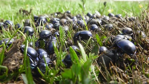 Crowd Scarab Beetles Eating New Fresh Wet Manure in Meadow