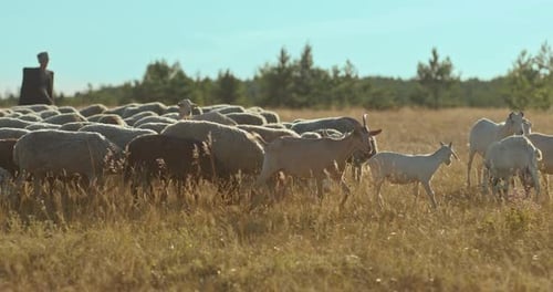 Sheep and Goats Graze Peacefully in Rural Field