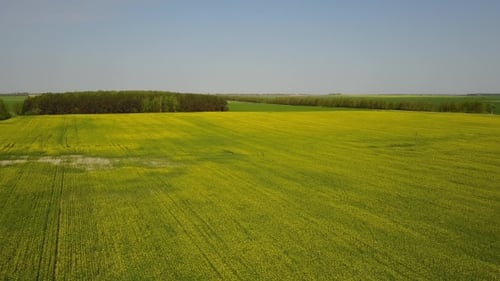 Flight Over the Yellow Field