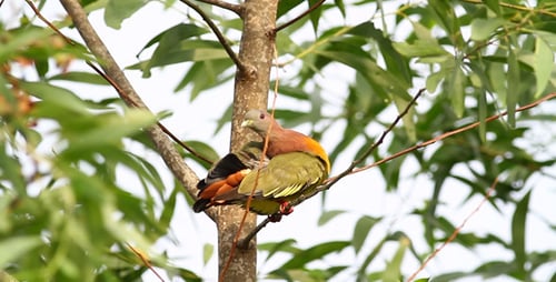 Pink Necked Green Pigeon Full HD IV