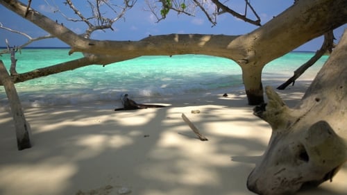 The Trunk of the Old Wood on a Sandy Deserted Beach
