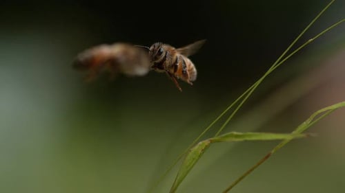 |European Honey Bee, apis mellifera, Bee in Flight, Slow motion
