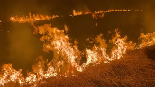 Blazing Fires in a Paddy Field at Night Burning Stubble