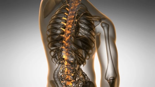 3D Human Anatomy: Glowing Spine and Nervous System