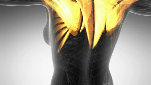 3D Human Anatomy Scan with Glowing Muscle Activation