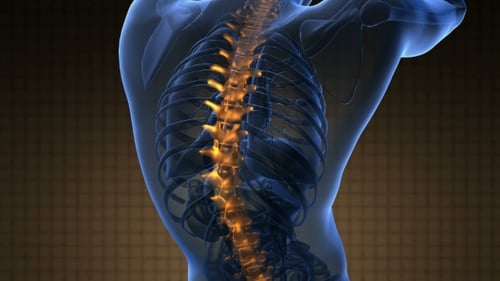 3D Animation of Glowing Human Spine and Vertebrae