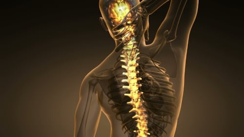 Glowing Human Spine in 3D Medical Anatomy Animation