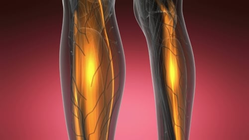 Human Anatomy: Animated Glowing Muscular and Nervous System