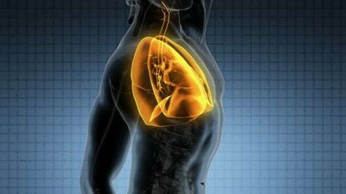 Animated 3D Human Lungs Breathing Medical Science Visualization