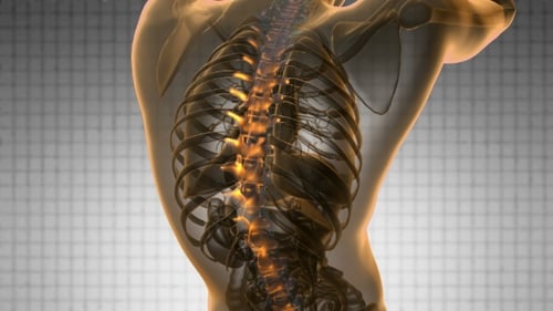3D Animation of Human Spine and Back Pain