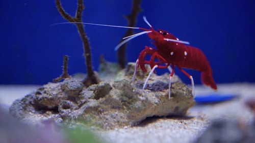 Striking Red Fire Shrimp on Rock Underwater