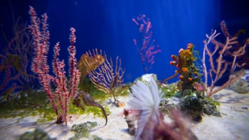 Sea Horse in Aquarium