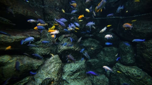 Colored Reef Fishes