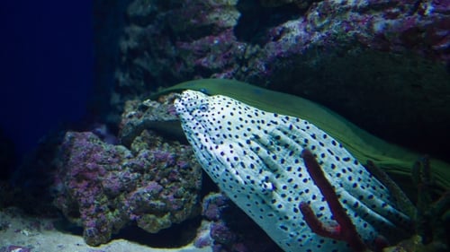 Spotted Moray Eel Resting on Coral Reef