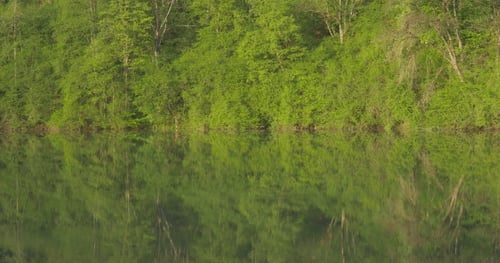Spiegelung der Bäume im See