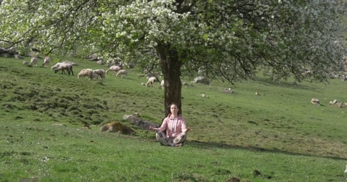 Woman Meditating in Rural Grassy Field with Sheep