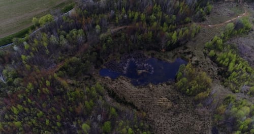 Small Lake Surrounded By Trees In Forest