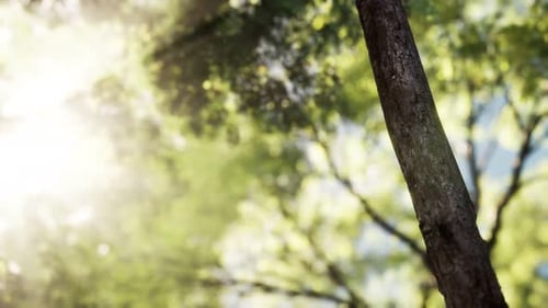 Sonnenstrahlen strömen durch Bäume im nebligen Wald