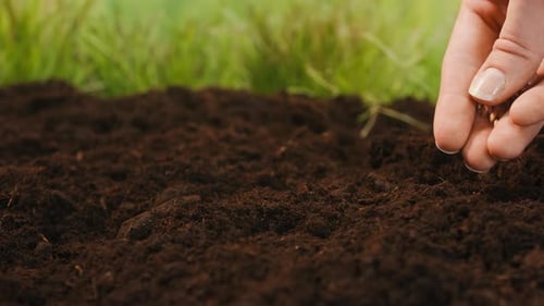 Hand Planting Seeds into Garden Soil