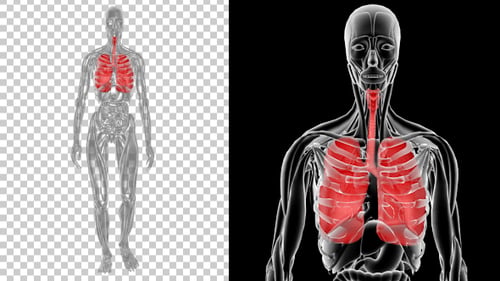 Anatomie féminine du système respiratoire humain