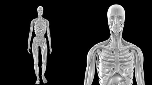 Female Anatomy