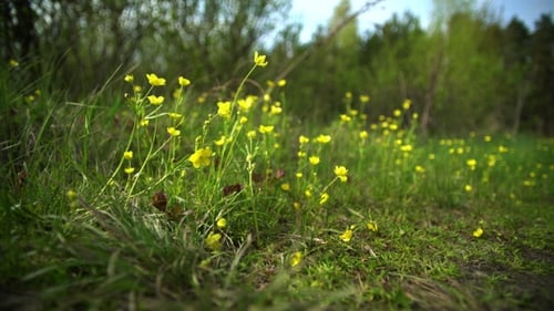 Wild Flowers on a Lawn in the Forest