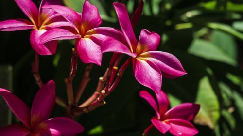 Zweig der leuchtend rosa Blüten Plumeria-Blumen bewegen sich von Calm Wind Breeze