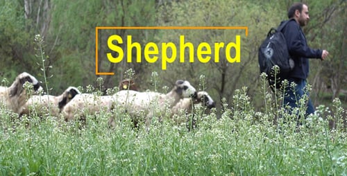 Sheep