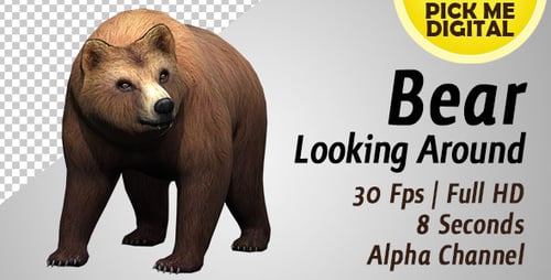 3D Animated Brown Bear with Alpha Channel