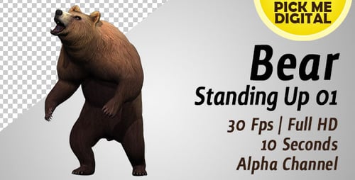 3D Animated Brown Bear Walking and Roaring with Alpha Channel
