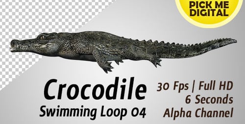 Crocodile Swimming Loop 04