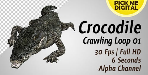 Boucle rampante Crocodile 01
