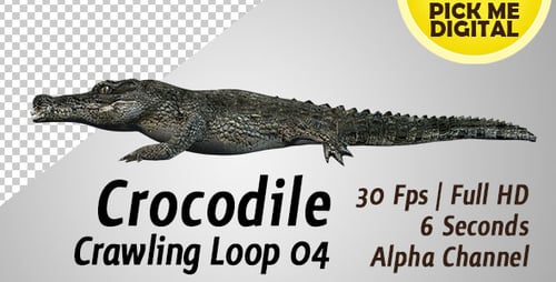 Crocodile Crawling Loop 04