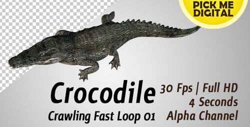 Crocodile Crawling Fast Loop 01