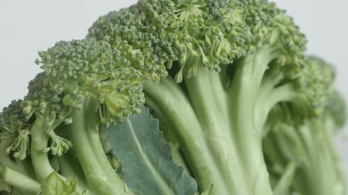 Healthy green Brassica oleracea broccoli close-up 4K footage