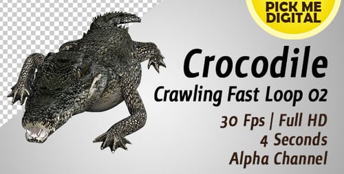 Crocodile Crawling Fast Loop 02