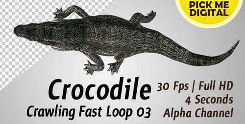 Boucle rapide Crocodile 03