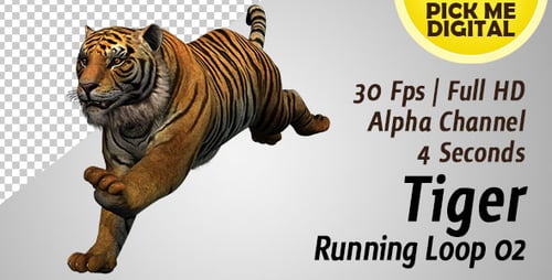 Tiger Running Loop 02