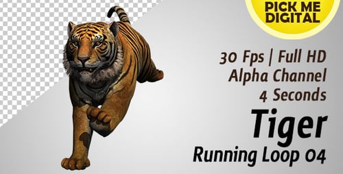 Tiger Running Loop 04