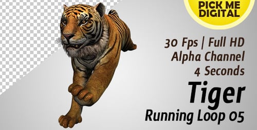 Tiger Laufschleife 05